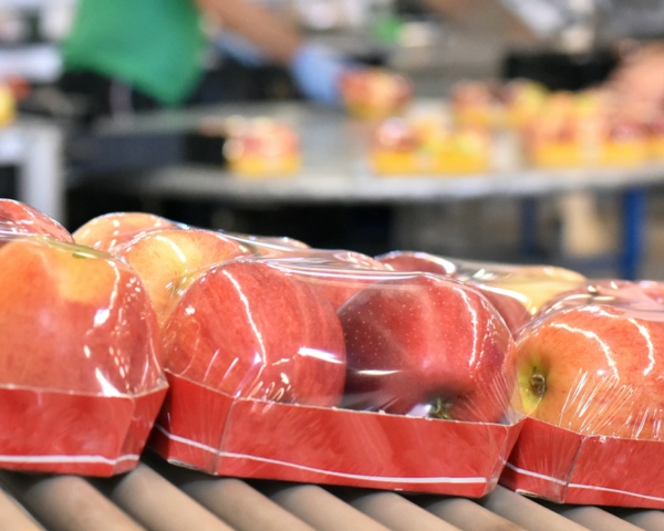 packaged apples on a conveyor belt in a food manufacturing plant